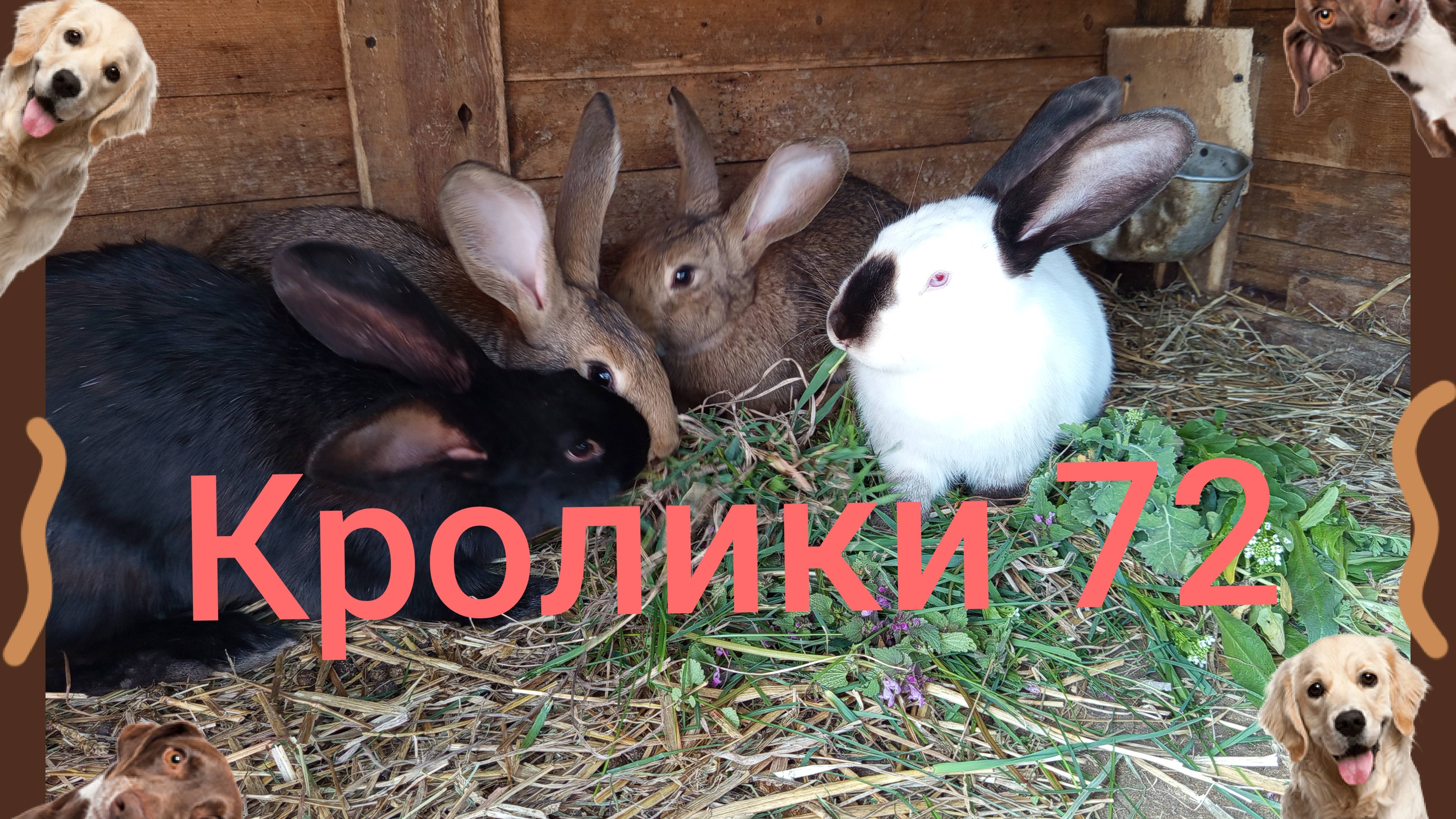 Кролики 72 ...