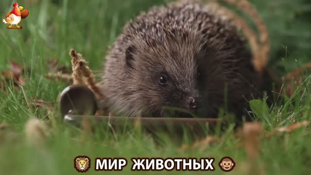 Животный мир планеты – красота и грация созданий Природы 🦁🦚🐵 Выпуск (79) 🐻🦉🦝