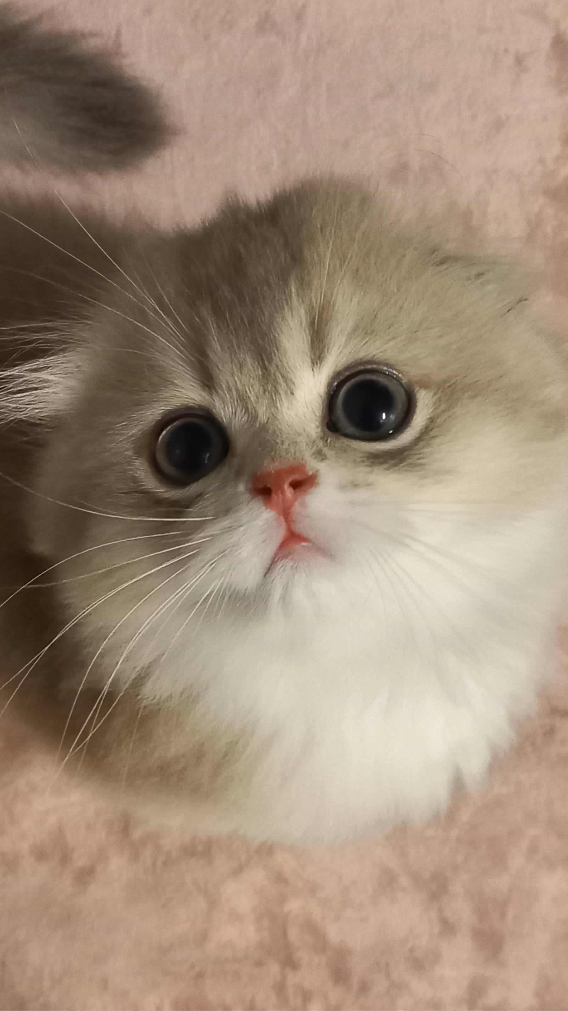 Аfina - Шотландский котёнок в продаже