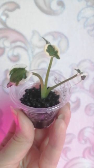 VID_20250531_160412.mp4