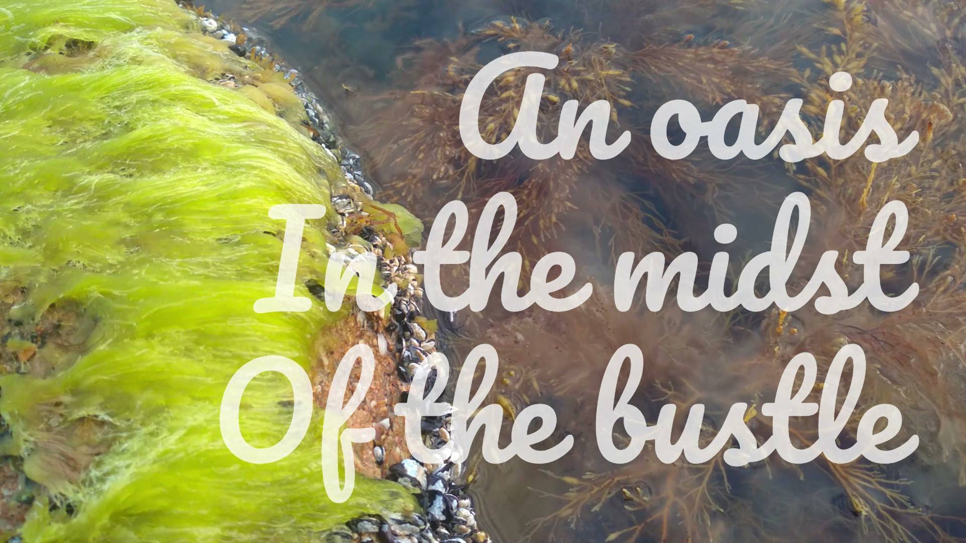 An oasis in the midst of the bustle
