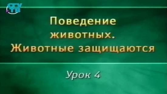Животные защищаются # 4. Закованные в броню