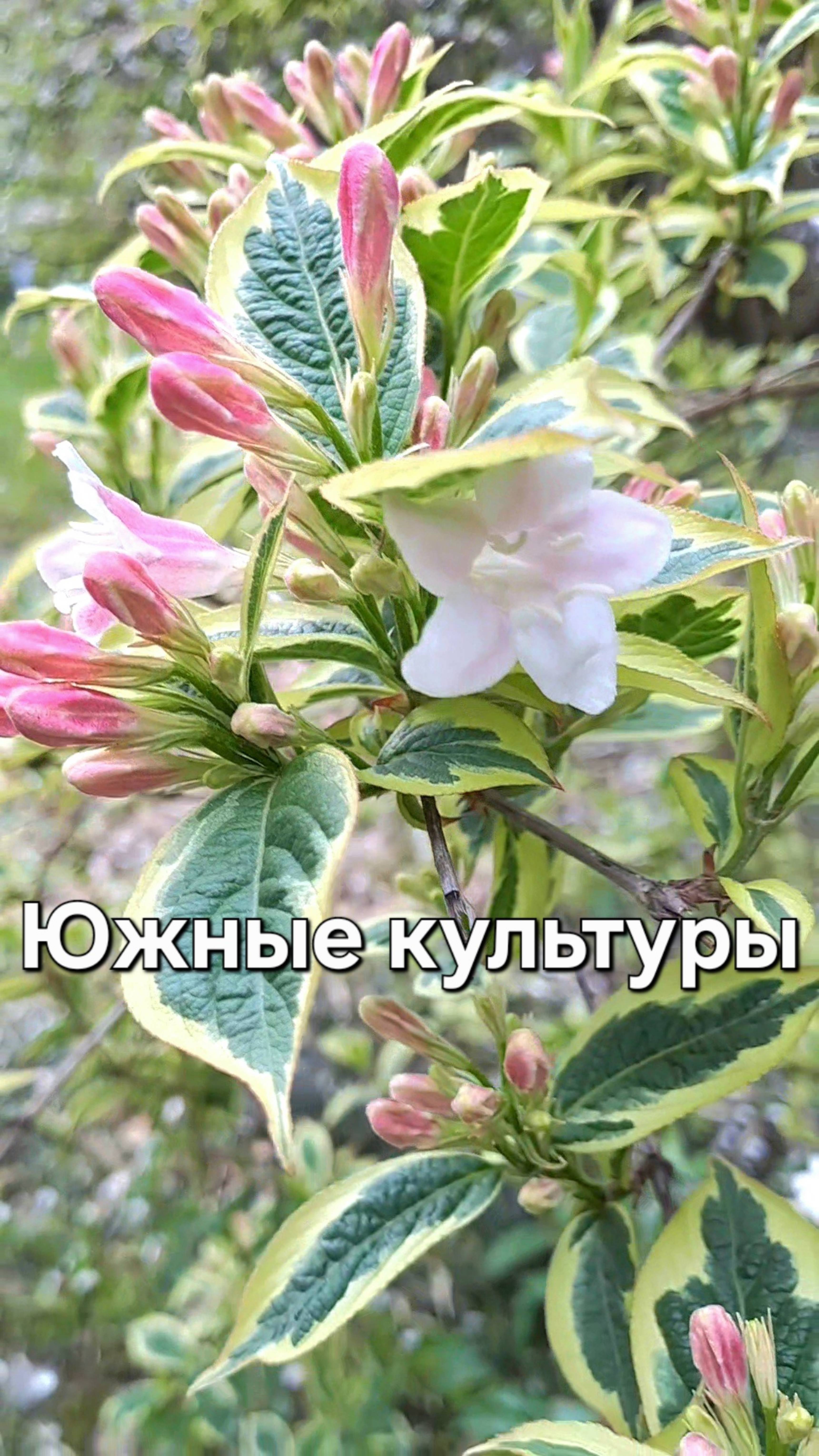 Южные культуры