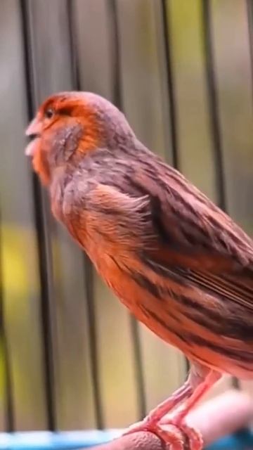 Поет Канарейка (Burung kenari) Звуки птиц