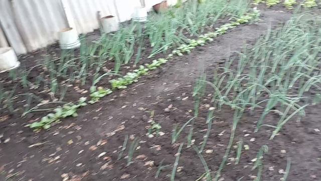1000029558.mp4 31 мая 2 часть.  Чудеса природы.

Такое ещё не видела.