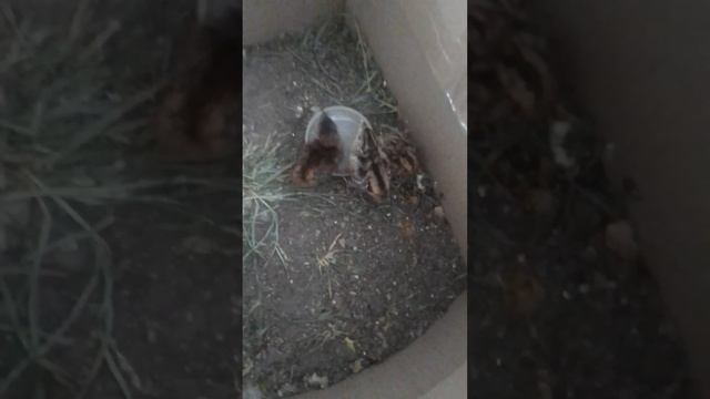 Фазанята пьют водичку