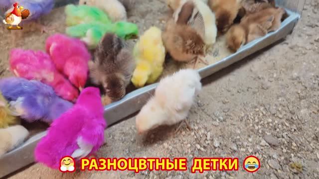 Цыплята и утята милые пушистики растут на радость хозяину (7)