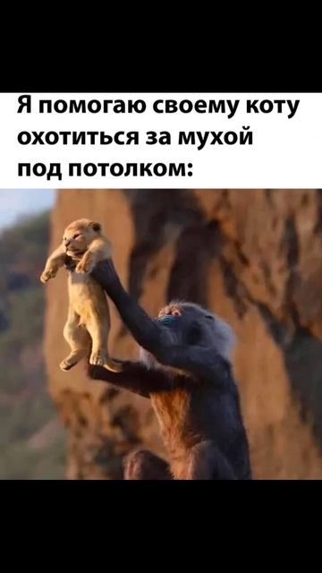 капи-котики и милота