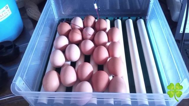 Инкубация . 1 день от закладки .
пос.Санкино .выводим цыплят 🐣🐣🐣