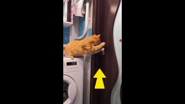 Котики рулят #Shorts