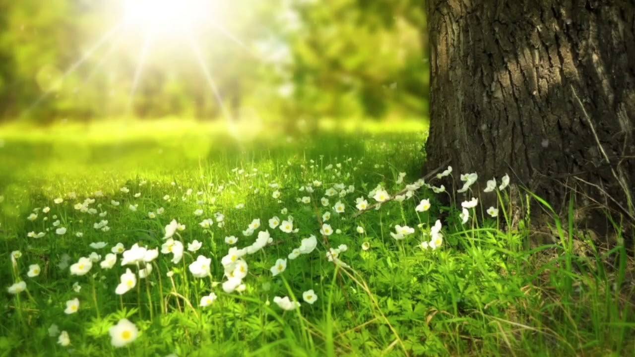 Приятная расслабляющая музыка для сна медитации