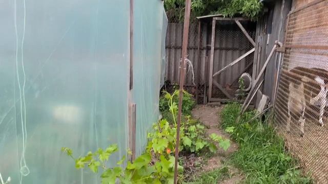 Чем пропатваем кроликов.Успеть все перед дождем.Наши будни