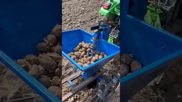 Посадка картофеля на мототрактор Рустрак 21