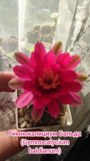 Гимнокалициум Бальда (Gymnocalycium baldianun) 🌺