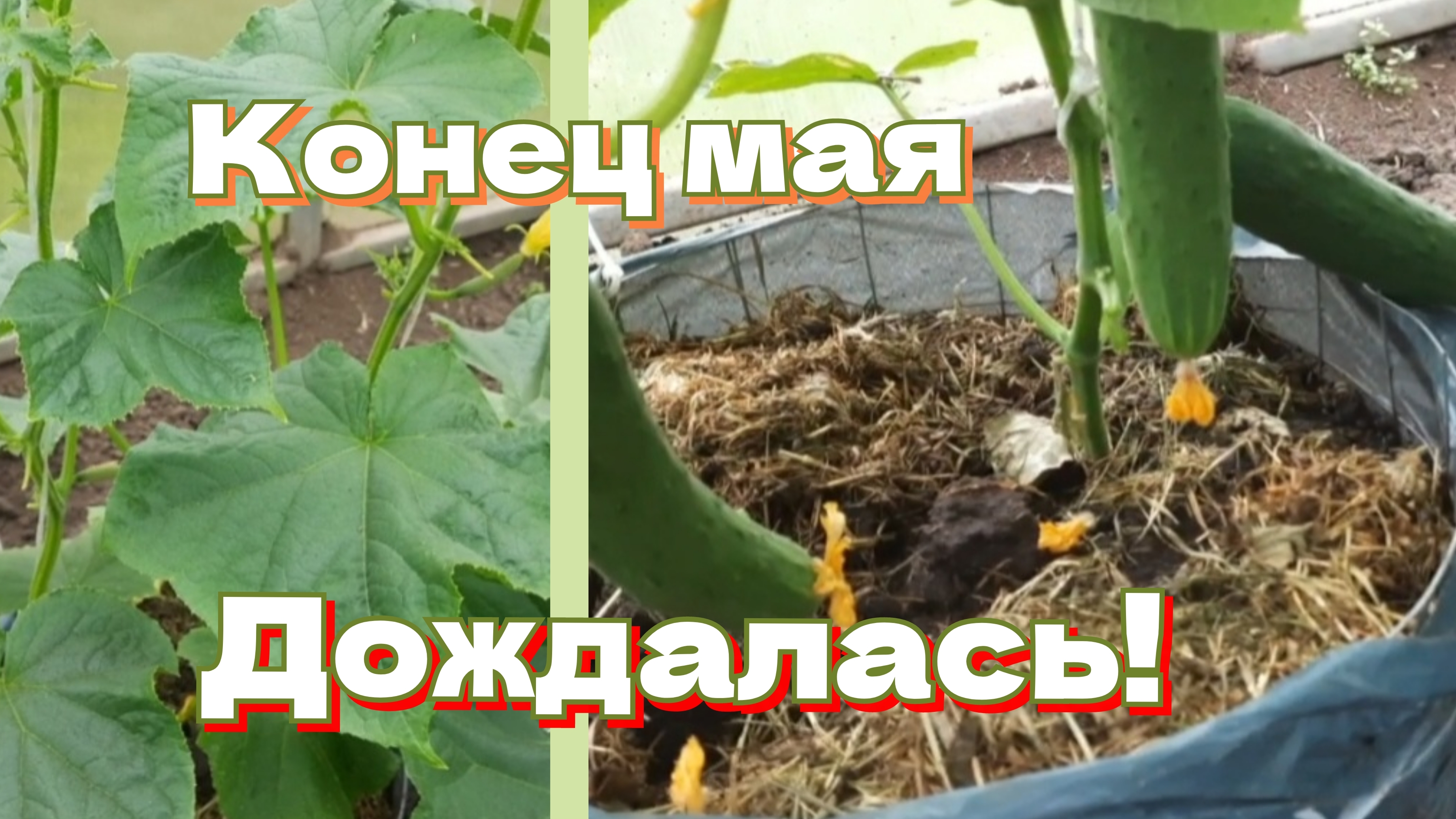 Выращивание ранних огурцов. Праздник 1-го огурца