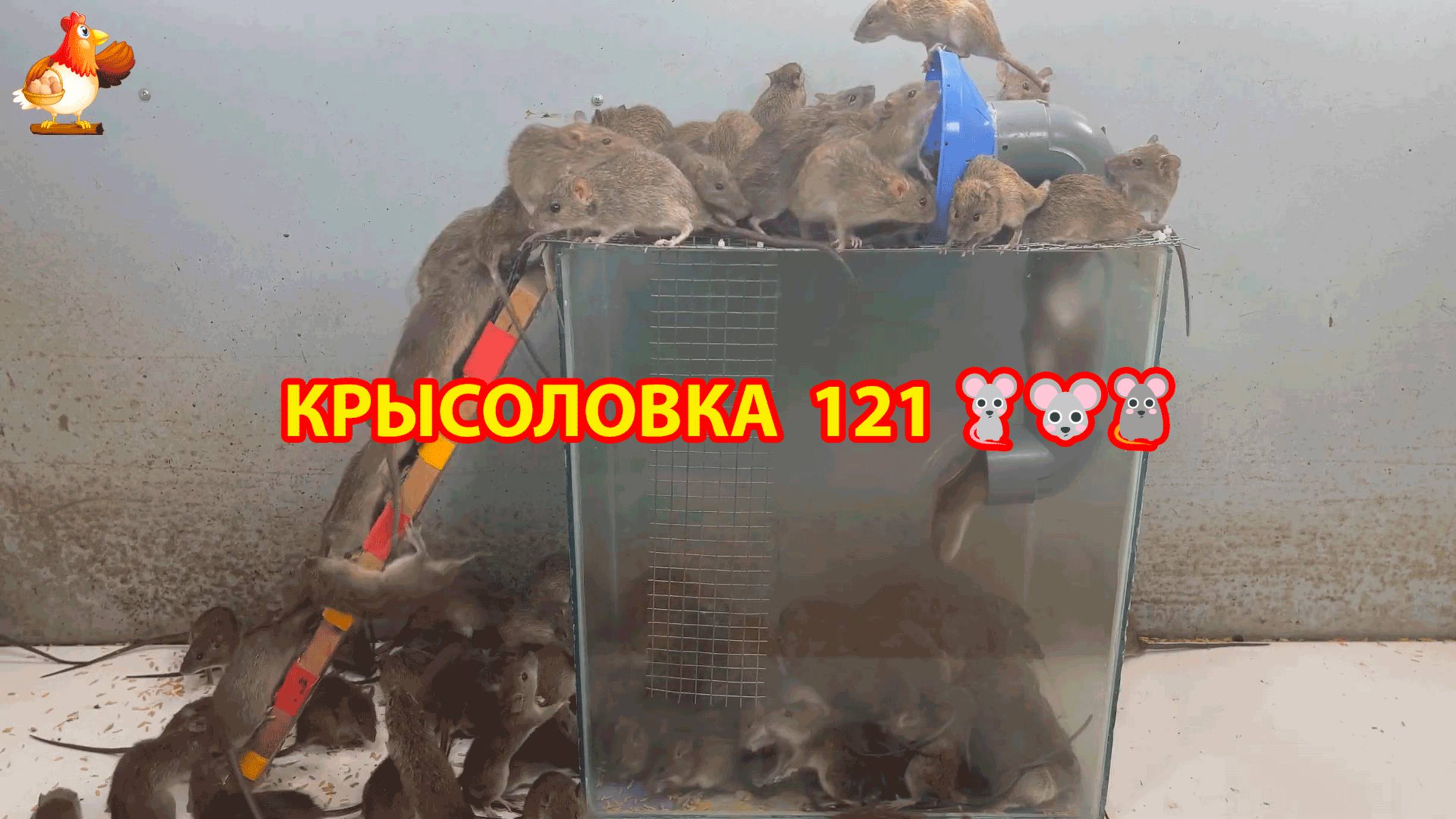Крысоловка вариант (121) 🐀 Как сделать крысоловку своими руками и поймать кучу крыс 🐀🐁🐀