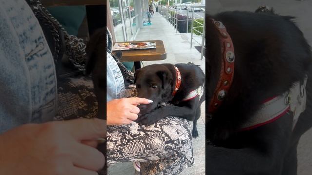 Шикарный метис Шарпея Тор ищет дом❤️