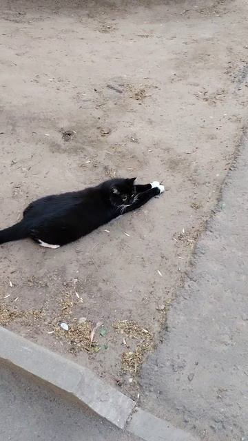 Кошка