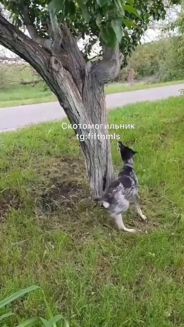 Ухилянт и ТЦК-шник. Хохлы жгут!🤣🤣🤣