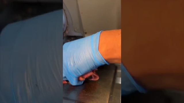 🔥🤤 Сердцеедный КНИШВИЧ из Lido Kosher Deli