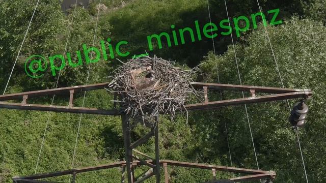 Скопа