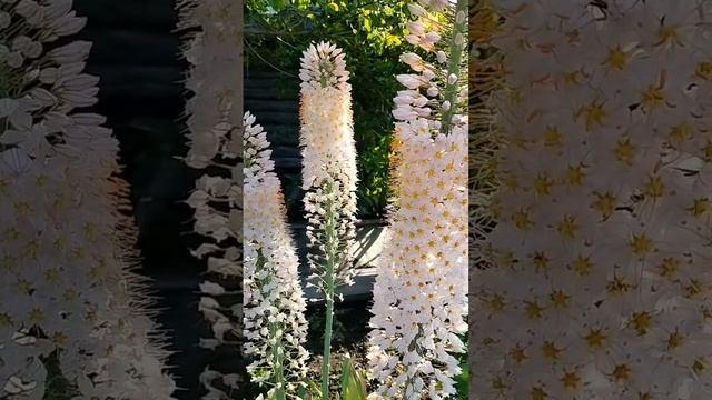 Эффектное растение! А уж пчёлы то как его любят!