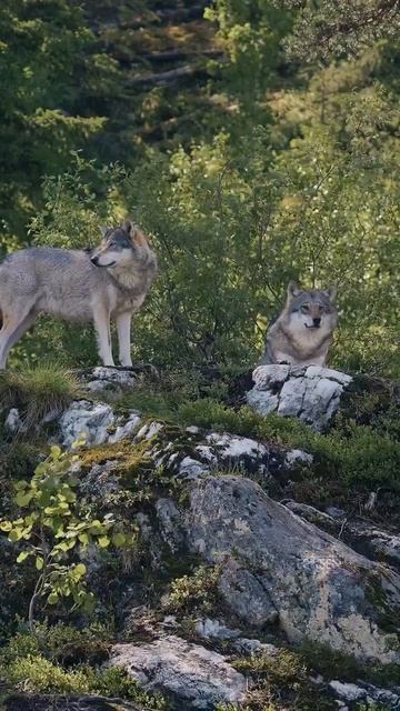 🐺 Волки — прирожденные командные игроки!