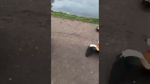 VID_20250531_011122_237.mp4