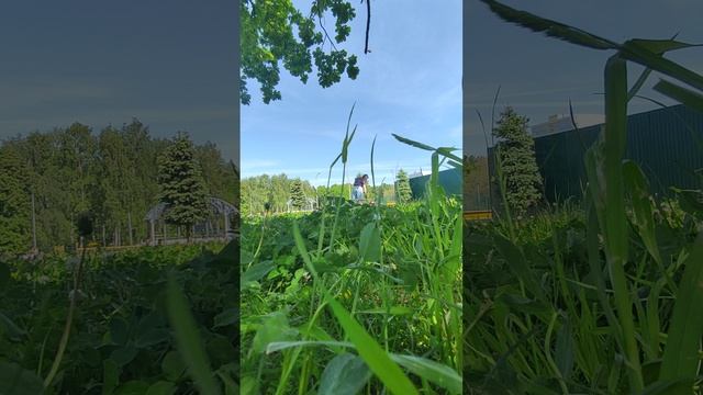 Мама дрессирует, а я выполняю команды, на природе красота и вкусняшки дают гав