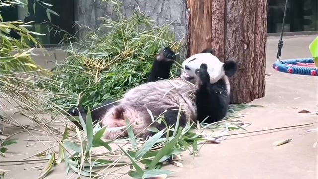 🐼 Аппетиту панды Катюши можно только позавидовать: малышка снова перекусывает любимым бамбуком.