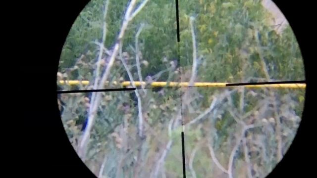 Охота На Ворон - Пытаюсь подружить видео насадку с прицелом. Air Rifle Hunting - Pest Control