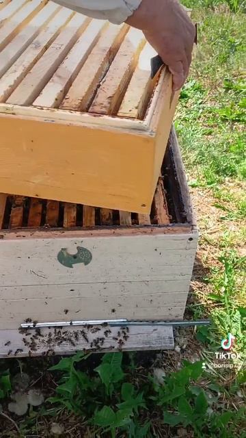 май-магазины 🐝🌺🌞🐝🌞🌞🌺🐝🐝🐝