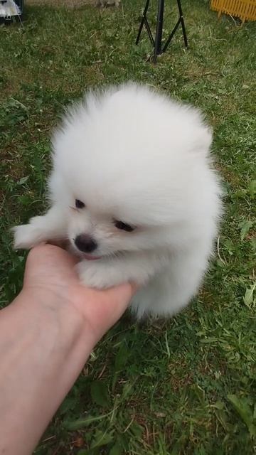 Моя собака🐶🐶🐶🐶