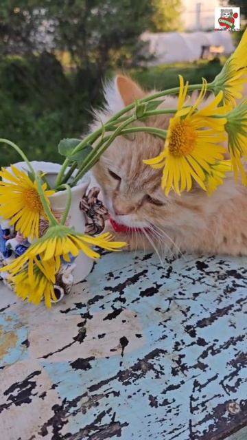 Будет Будет Будет Всё у нас Хорошо 🌞😻❤️😻🌼