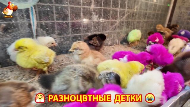 Цыплята и утята милые пушистики растут на радость хозяину (8)