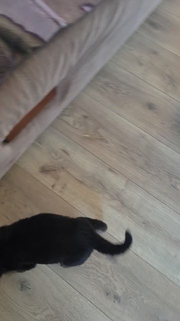 VID_20250531_102400.mp4