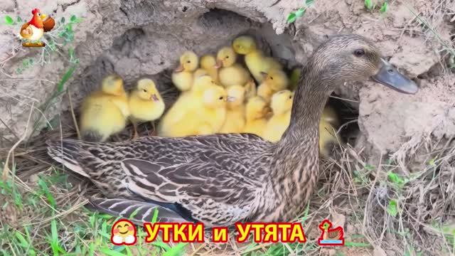 Утки с Утятами гармония во дворе 🦆🤗❣️(30)
