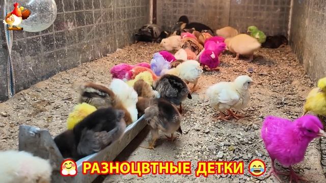 Цыплята и утята милые пушистики растут на радость хозяину (9)
