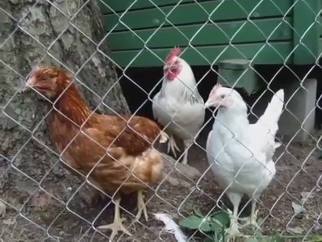 Куры Несушки Ломан Браун и Хайсекс