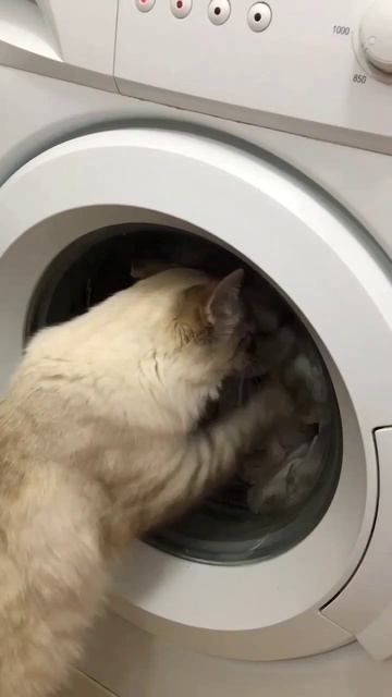 Без кота жизнь не та))