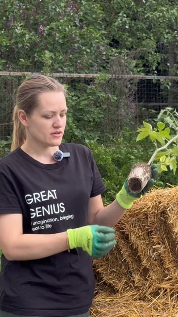 Специально повреждаю корневую при посадке томатов.