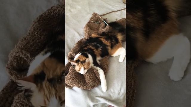 Вяжут не только бабушки а и кошки тоже))