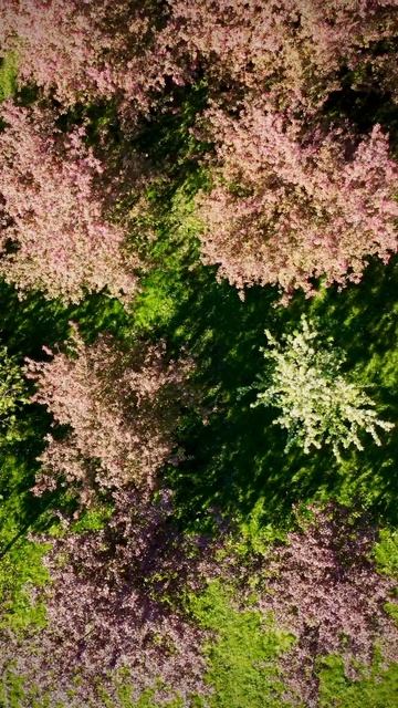 🌸Цветущие сады на Валааме. #карелия #валаам #сады #яблоня