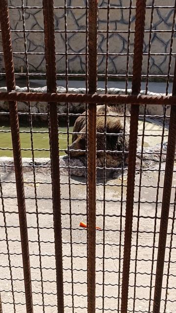 Мишка веселится 🐻
