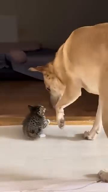 #shorts.mp4
