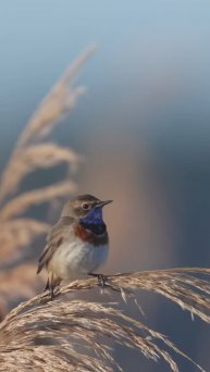 Пение Варакушки. Звуки птиц