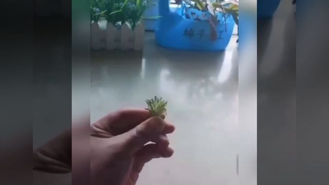 Розочка из пластиковой бутылки