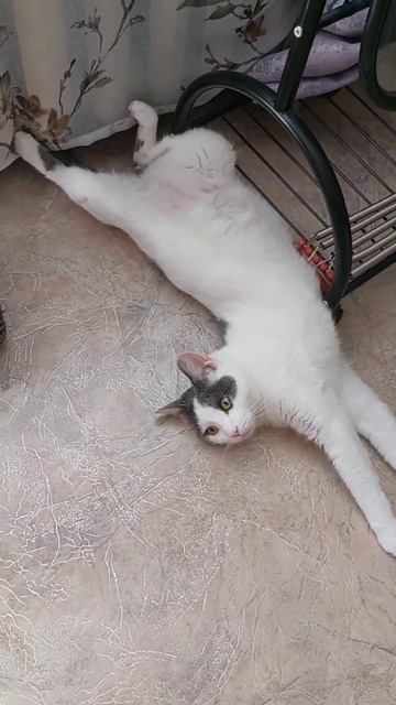 котик Кабанчик