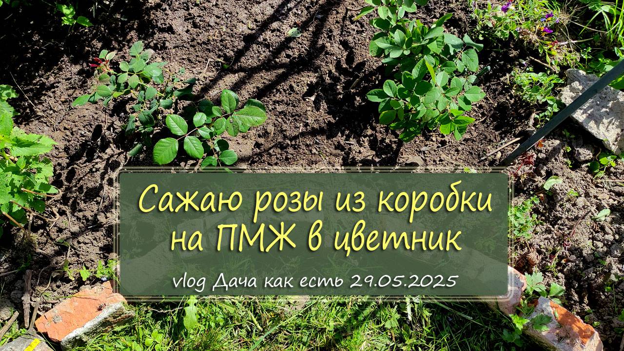 Сажаю розы из коробки в грунт, мой способ / vlog дача как есть 29.05.2025