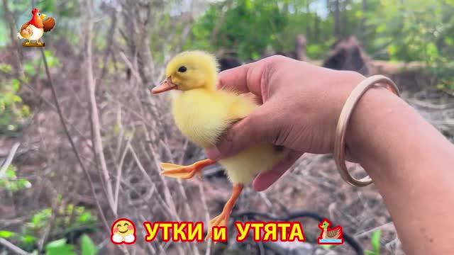 Утки с Утятами гармония во дворе 🦆🤗❣️(32)